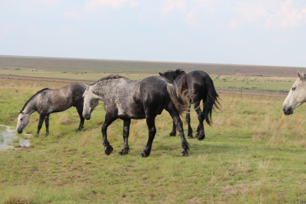 Pure bred percheron sport horses002.jpg